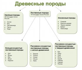 Виды древесных пород